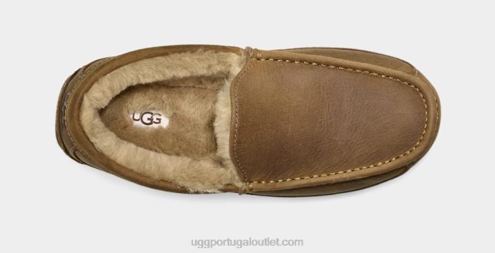 bronzeado couro ascot fosco UGG 20TJ1504 homens